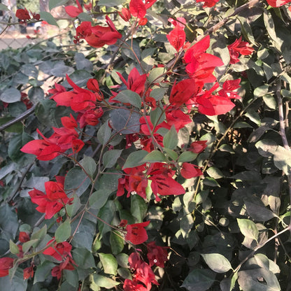  Bougainvillea Tomato Red Plant