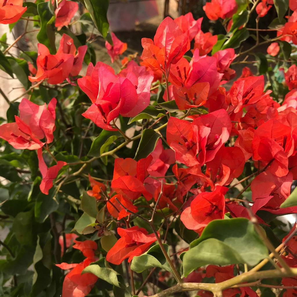  Bougainvillea Tomato Red Plant