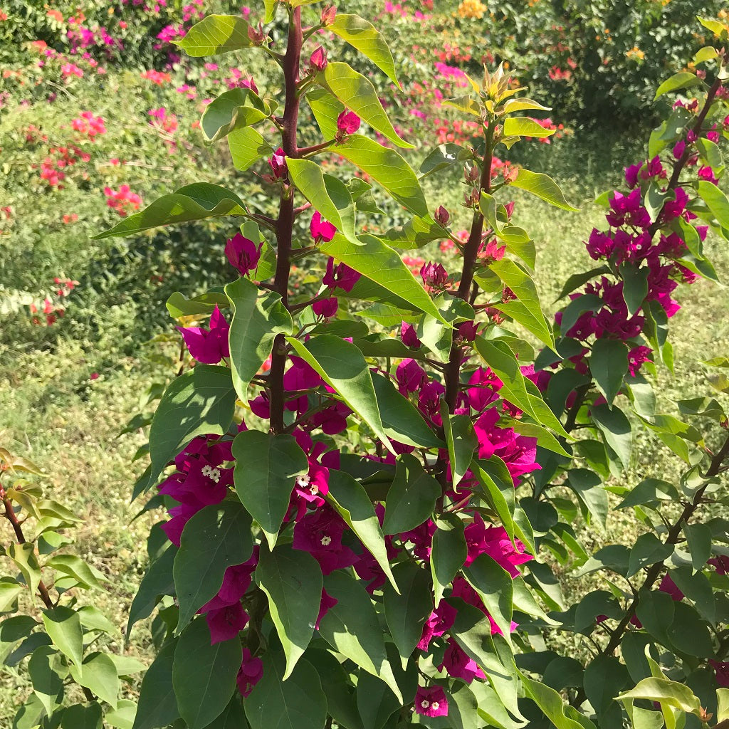  Bougainvillea Torch Glow Plant