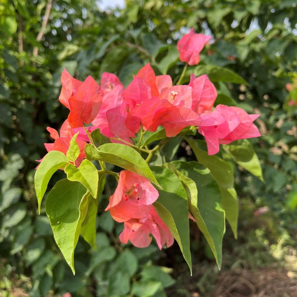  Bougainvillea Camarillo Fiesta Plant
