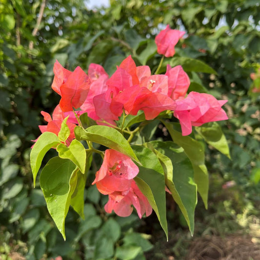  Bougainvillea Camarillo Fiesta Plant