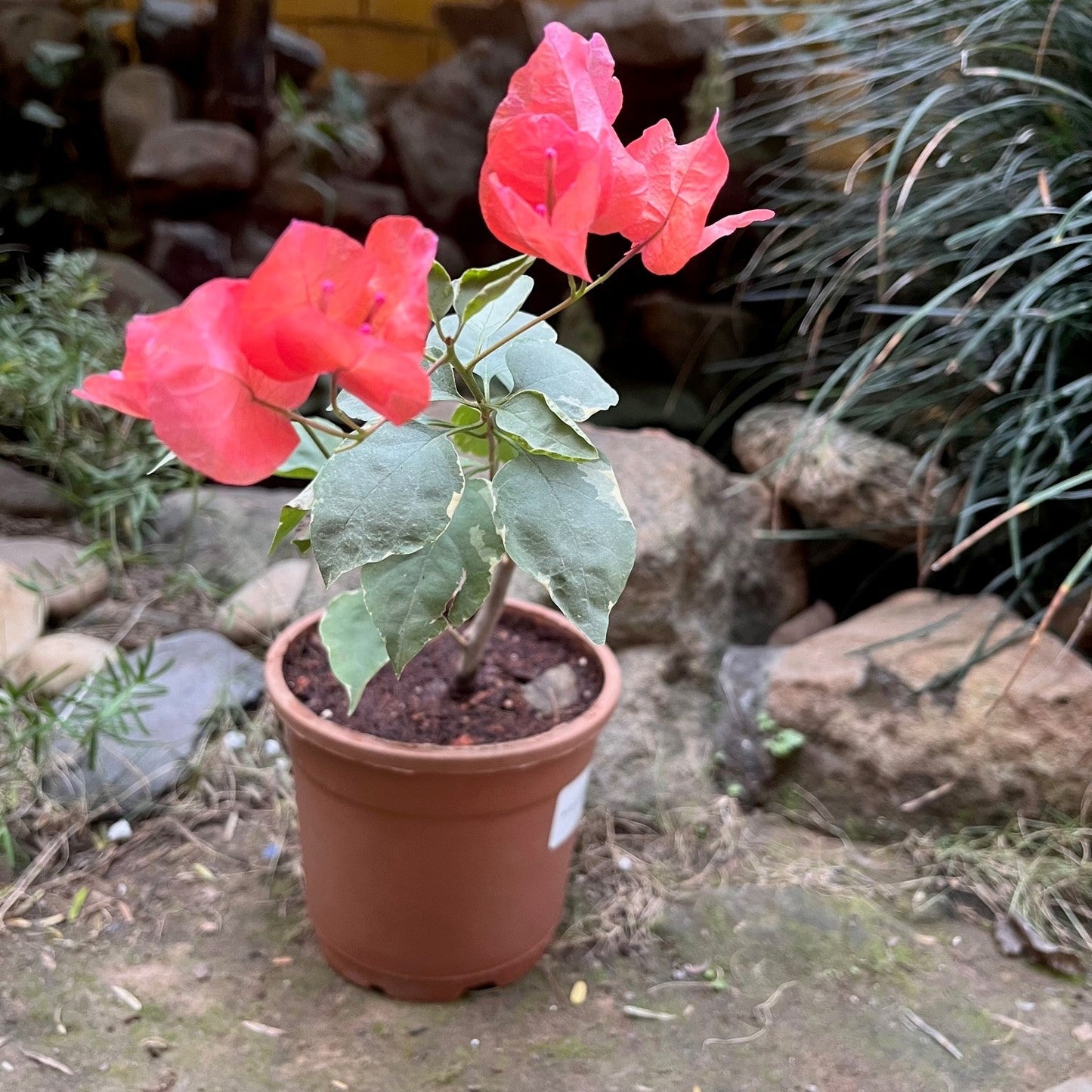  Bougainvillea Orange Ice Plant