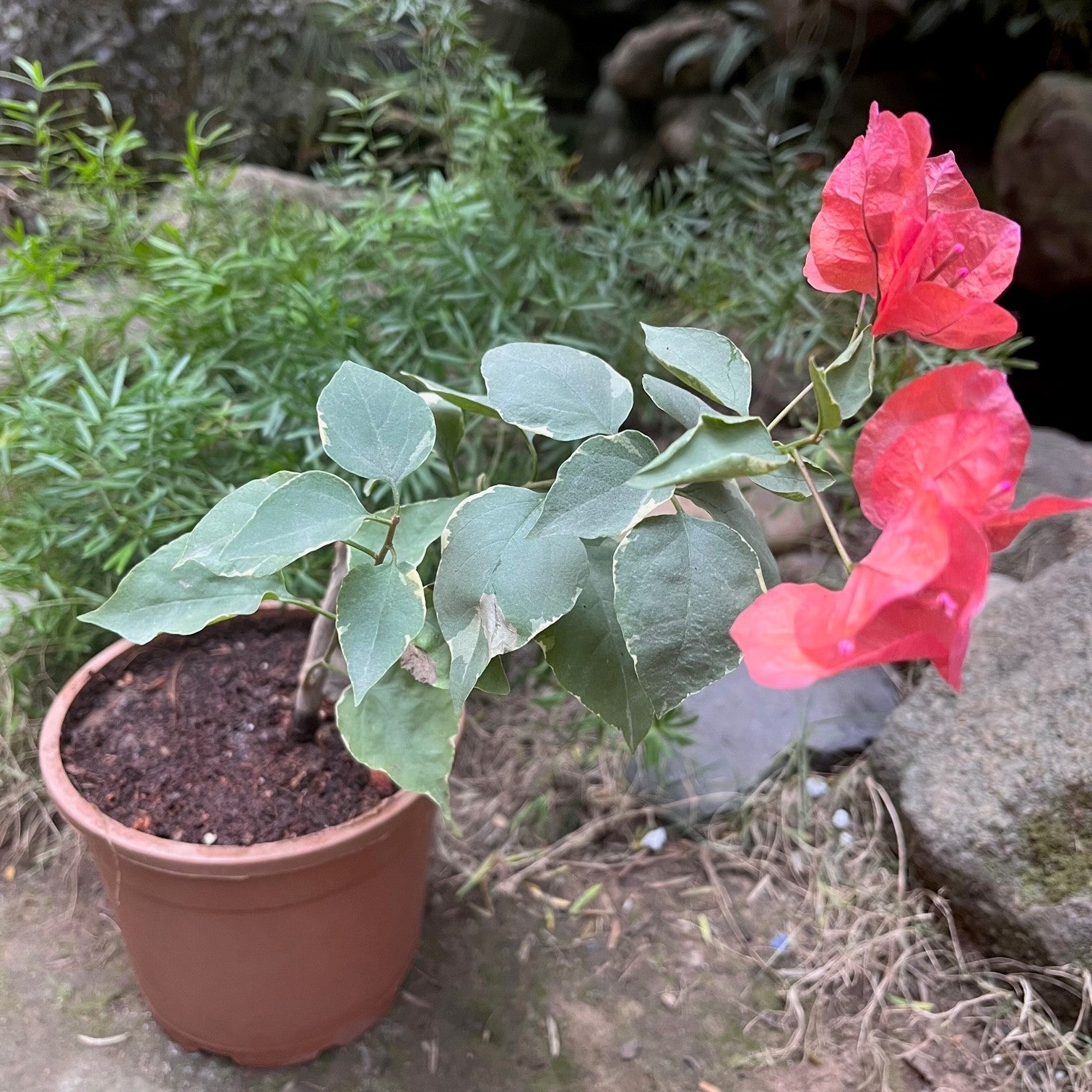  Bougainvillea Orange Ice Plant