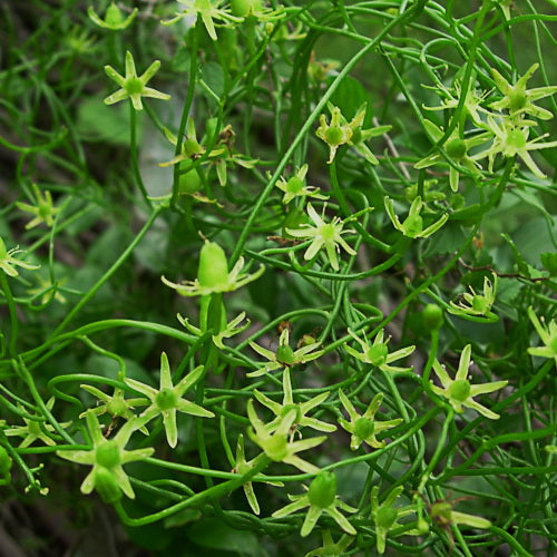  Bowiea Volubilis Plant