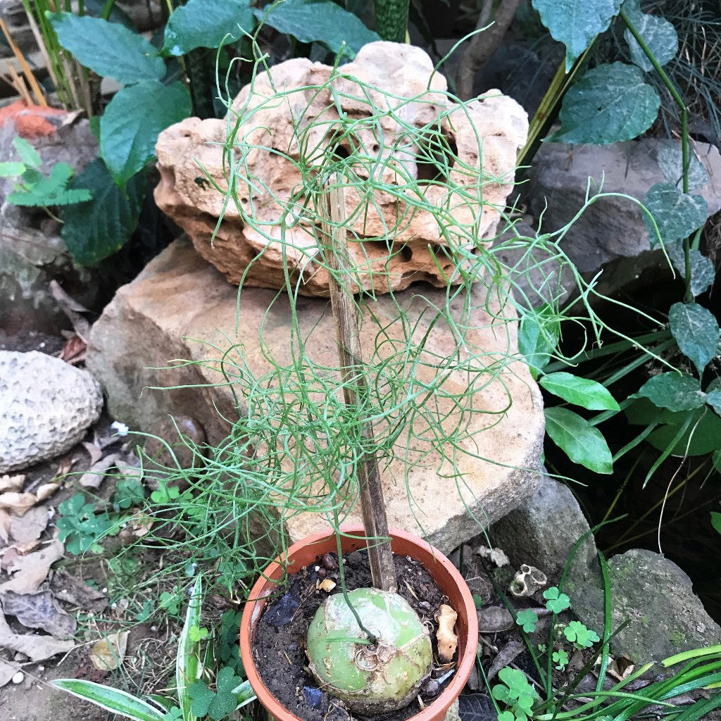  Bowiea Volubilis Plant