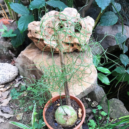  Bowiea Volubilis Plant