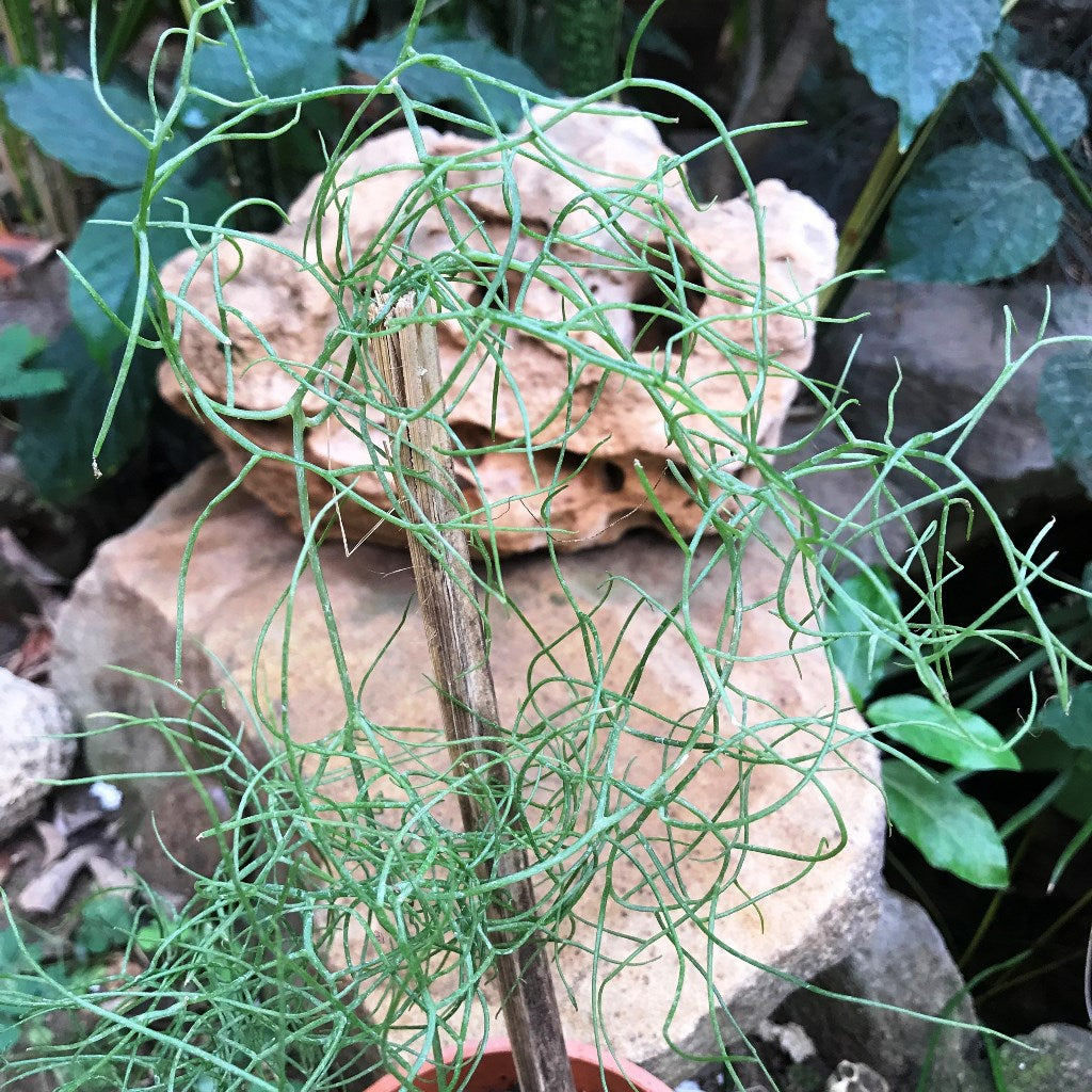  Bowiea Volubilis Plant