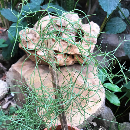  Bowiea Volubilis Plant