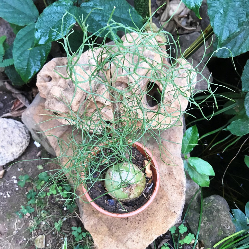  Bowiea Volubilis Plant