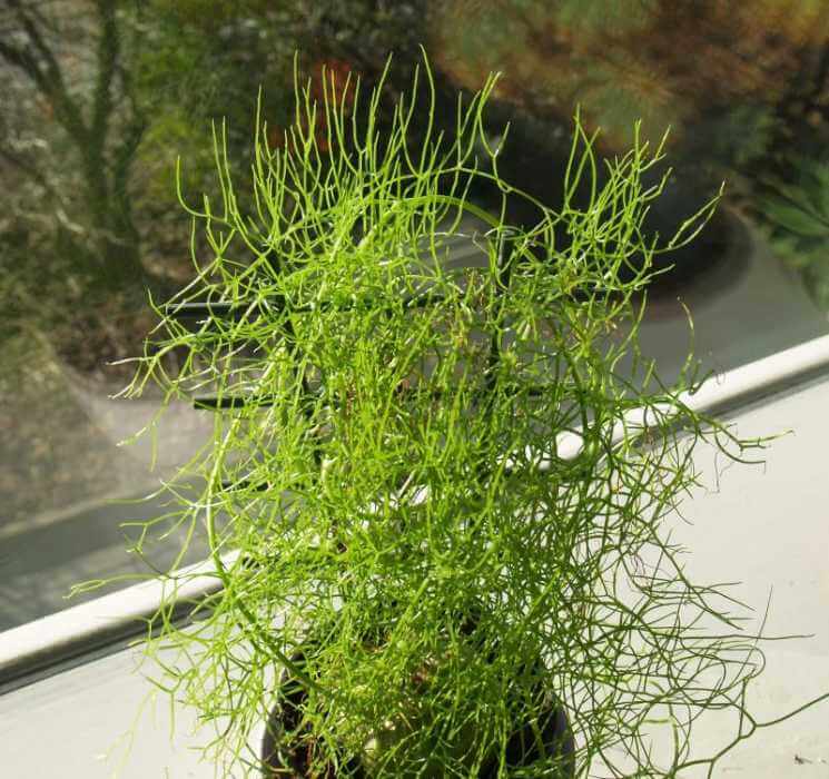  Bowiea Volubilis Plant