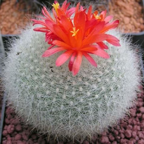  Brasilicactus Haselbergii Crested Scarlet Ball Cactus Plant
