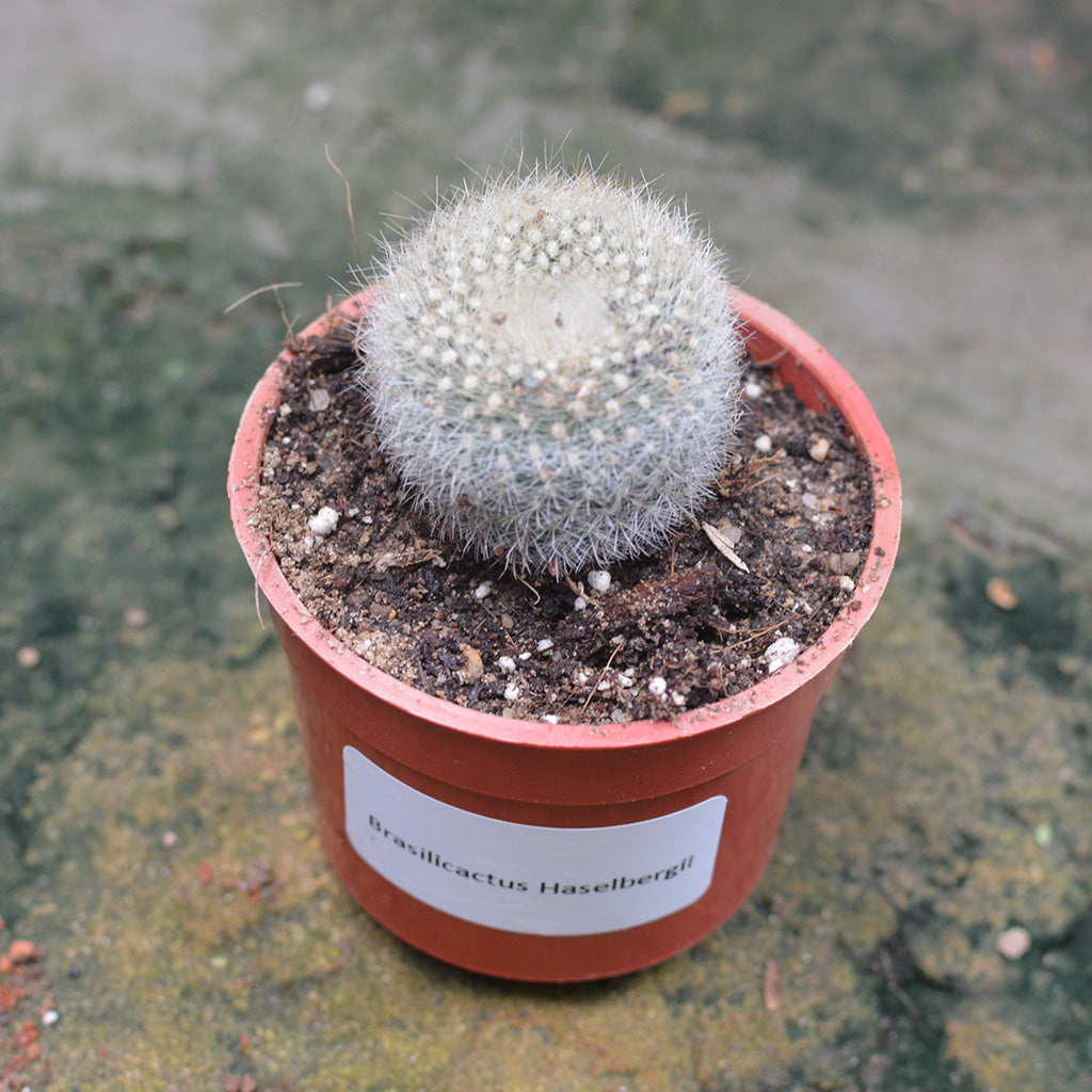  Brasilicactus Haselbergii Crested Scarlet Ball Cactus Plant