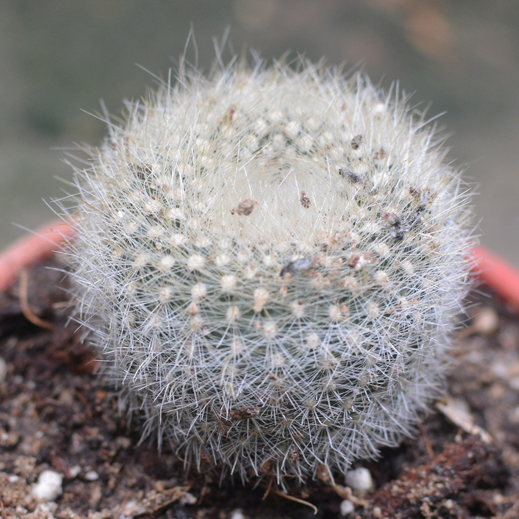  Brasilicactus Haselbergii Crested Scarlet Ball Cactus Plant