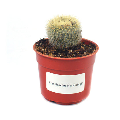  Brasilicactus Haselbergii Crested Scarlet Ball Cactus Plant
