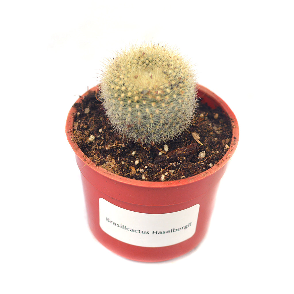  Brasilicactus Haselbergii Crested Scarlet Ball Cactus Plant