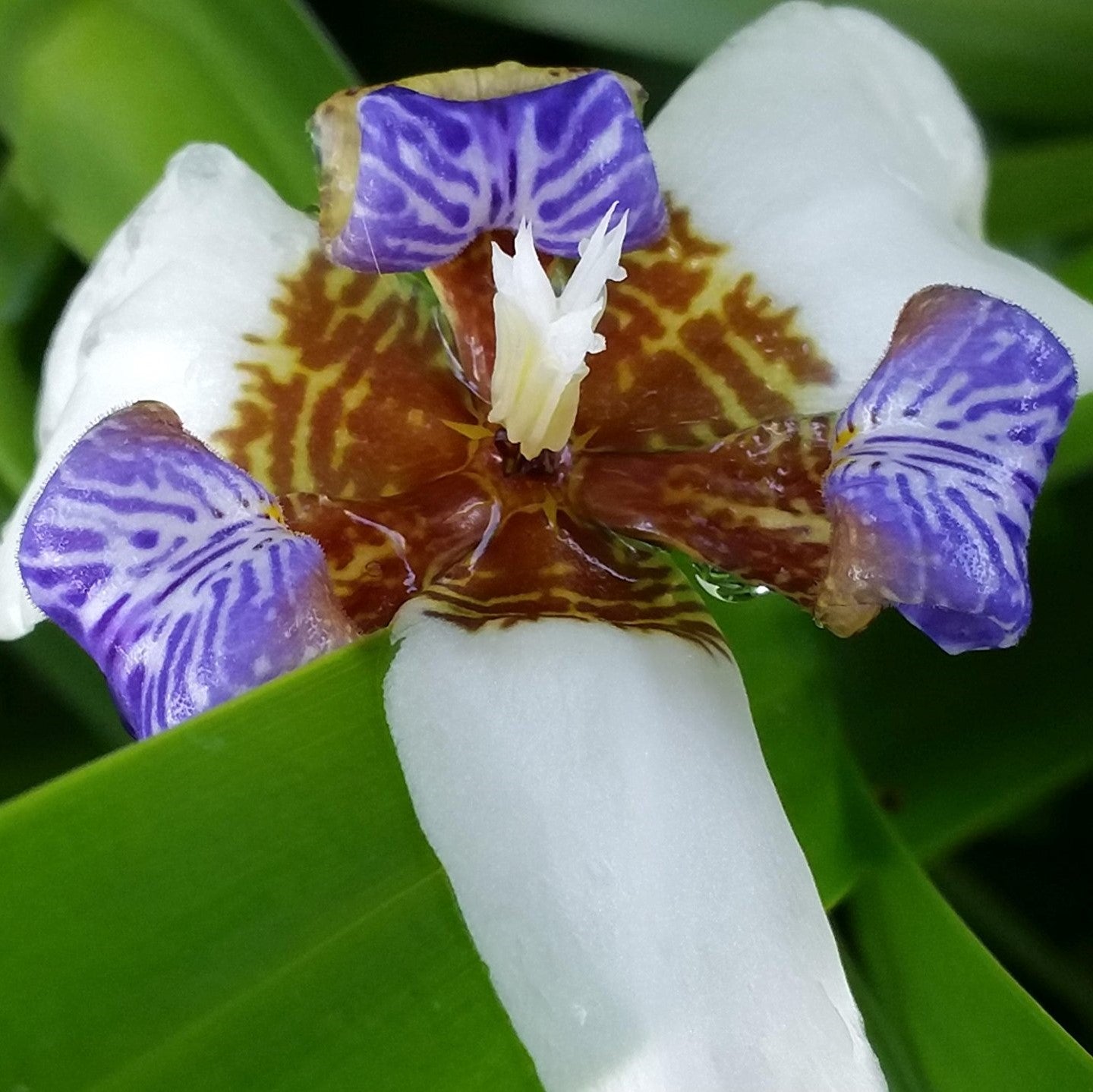  Iris Neomarica Gracilis Plant