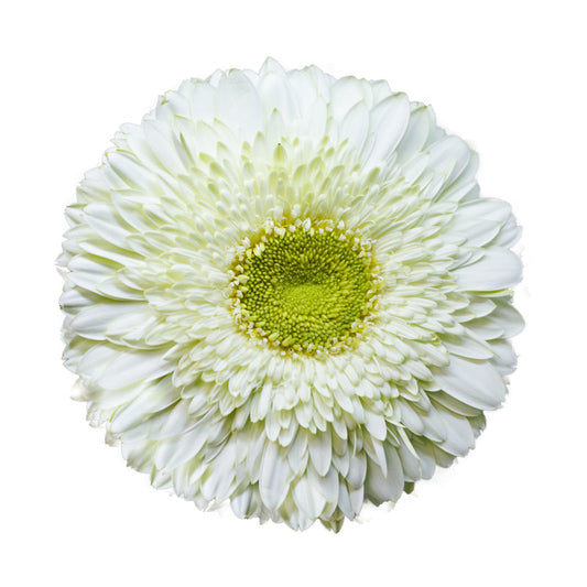  Gerbera Breakdance Plant