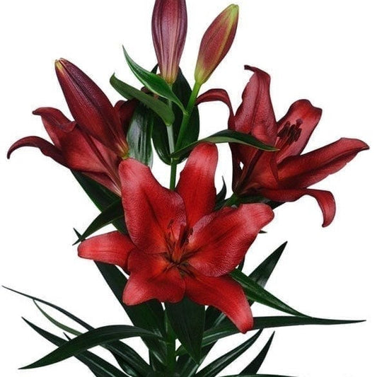  Lilium Asiatic 'Breakout' (Bulbs)