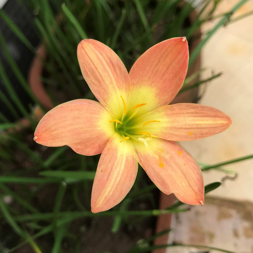  Rain Lily 'Bright Eye' (Bulbs)