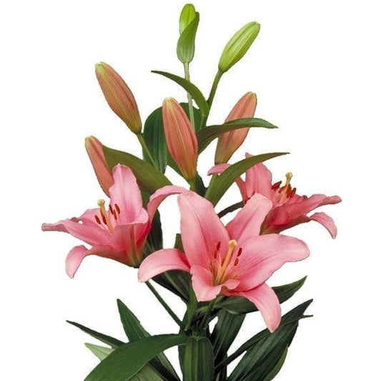  Lilium Asiatic 'Brindisi' (Bulbs)