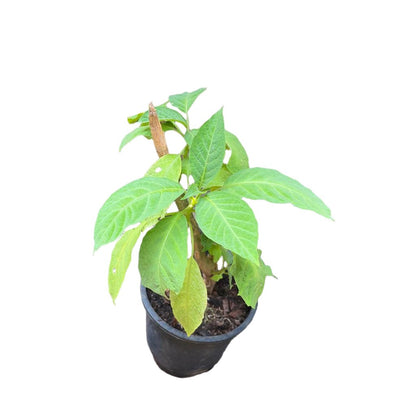  Brugmansia Insignis Plant