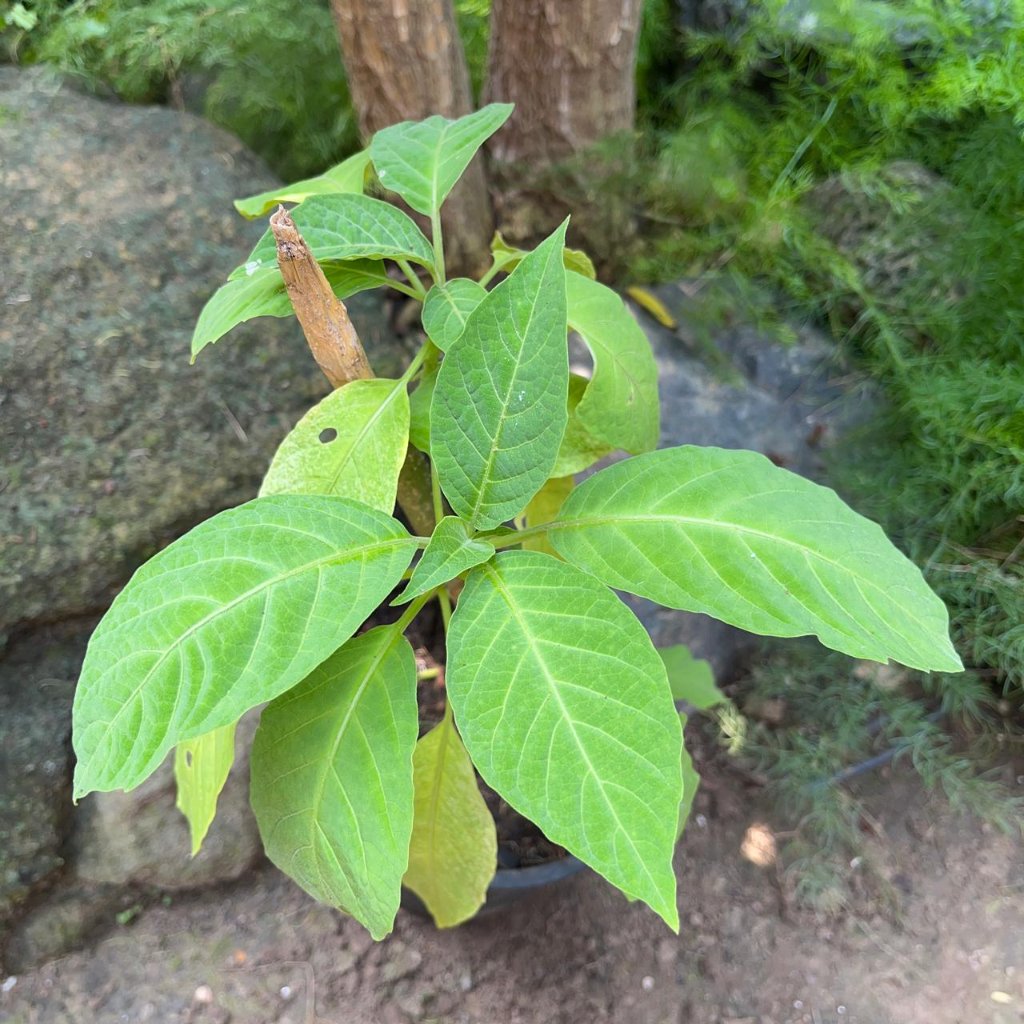  Brugmansia Insignis Plant