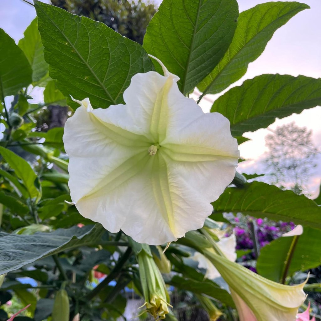  Brugmansia Insignis Plant