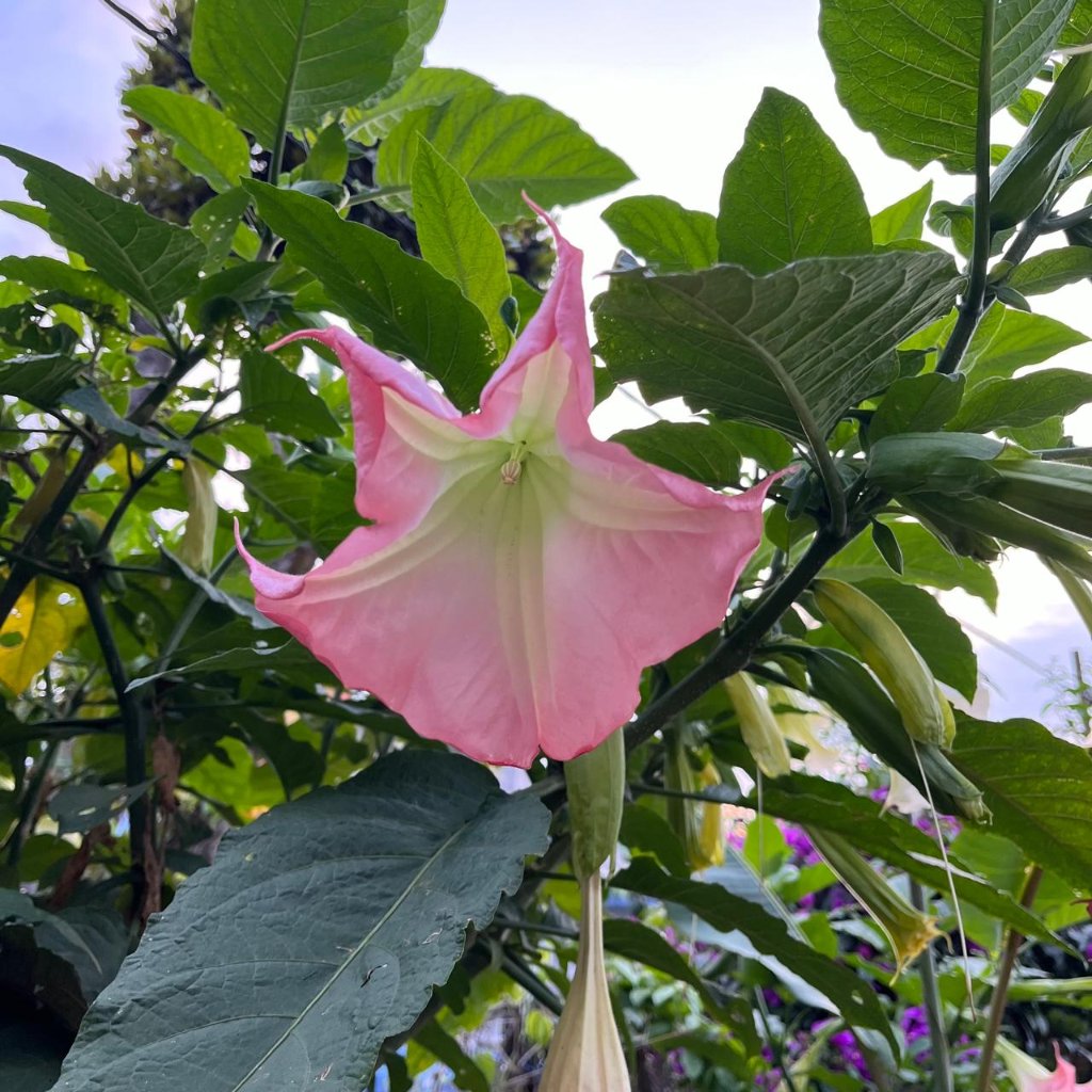  Brugmansia Insignis Plant