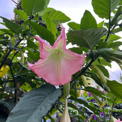  Brugmansia Insignis Plant