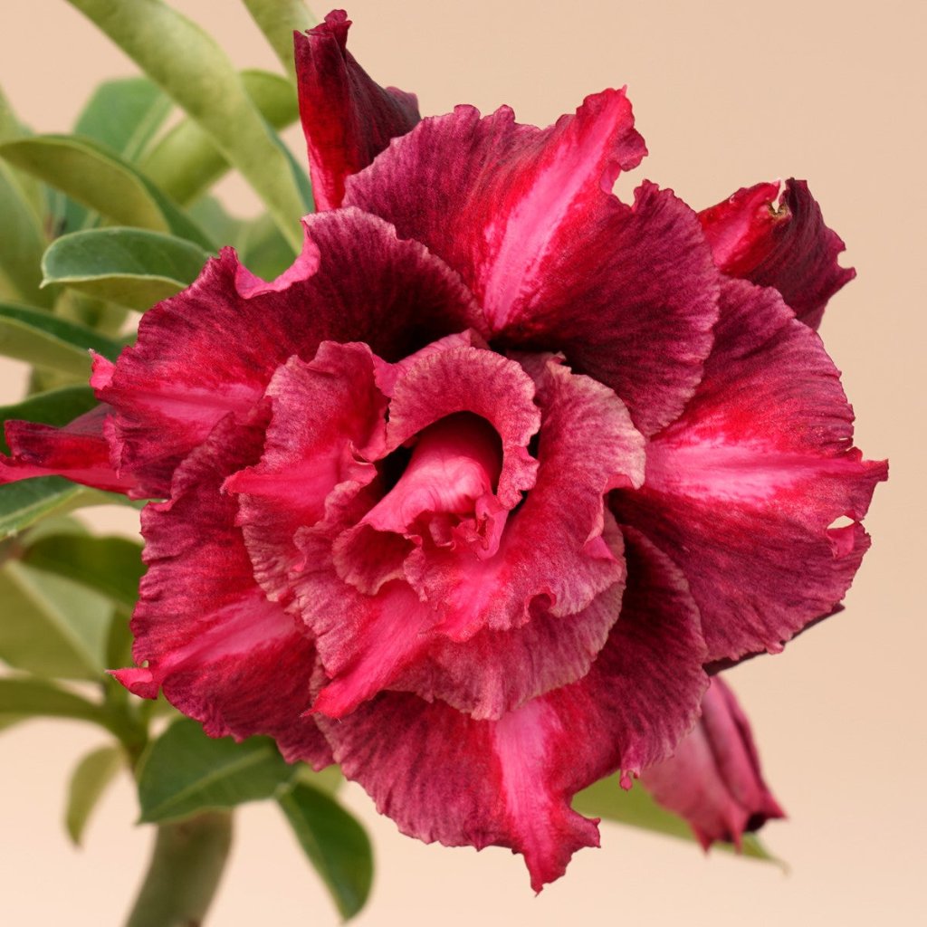  Burgundy Blush Adenium