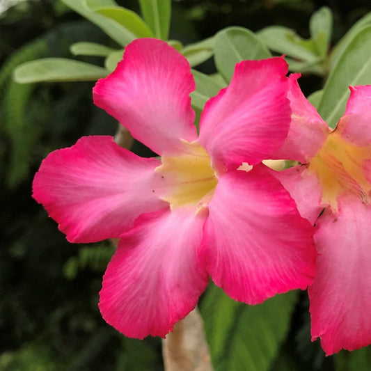  Bursting Pink Adenium Plant