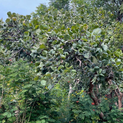  Butea Monosperma - Palash Plant