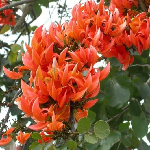  Butea Monosperma - Palash Plant