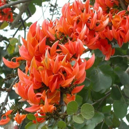  Butea Monosperma - Palash Plant