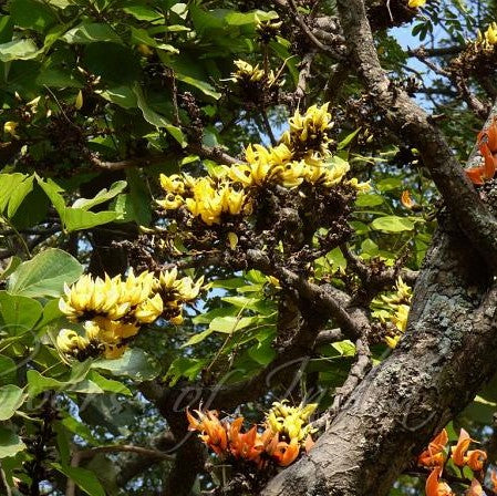  Butea Monosperma Var. Lutea Palash Plant