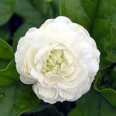  Jasminum Sambac Butt Mogra Plant