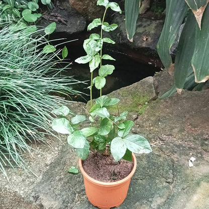  Jasminum Sambac Butt Mogra Plant