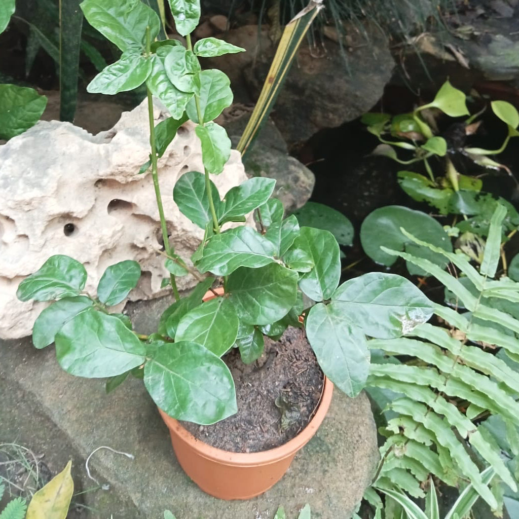  Jasminum Sambac Butt Mogra Plant