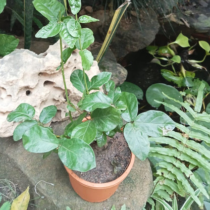  Jasminum Sambac Butt Mogra Plant