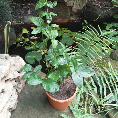  Jasminum Sambac Butt Mogra Plant
