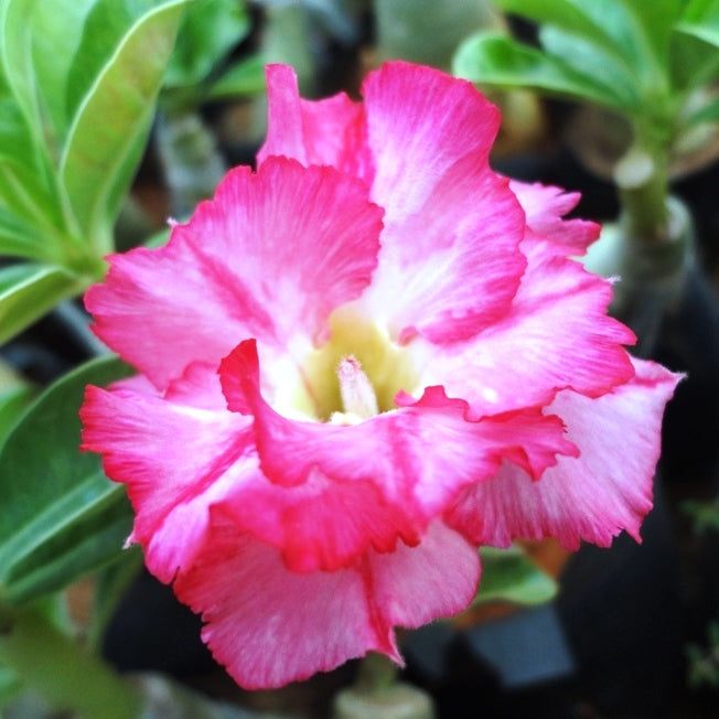  Carnival Adenium Plant