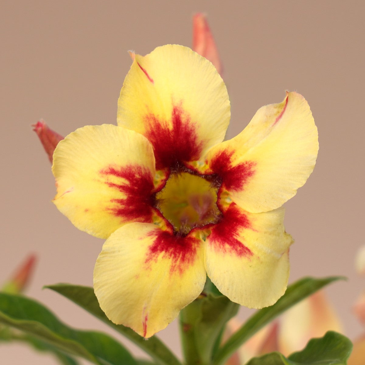  Sunfire Adenium Plant