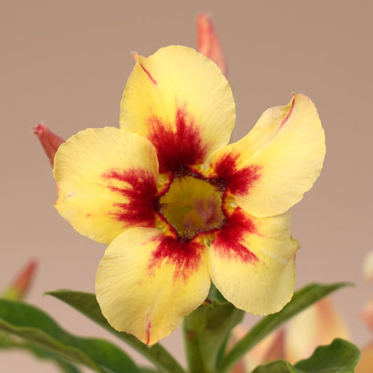  Sunfire Adenium Plant