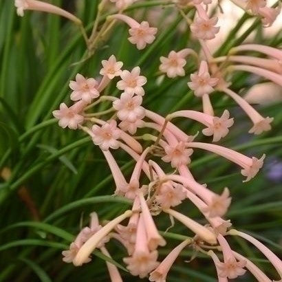  Cyrtanthus Mackenii 'Himalayan Pink' (Bulbs)
