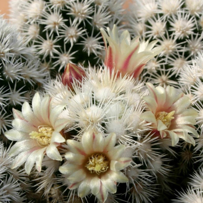  Mammillaria Vetula Arizona Snowcap Cactus Plant