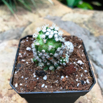  Mammillaria Vetula Arizona Snowcap Cactus Plant