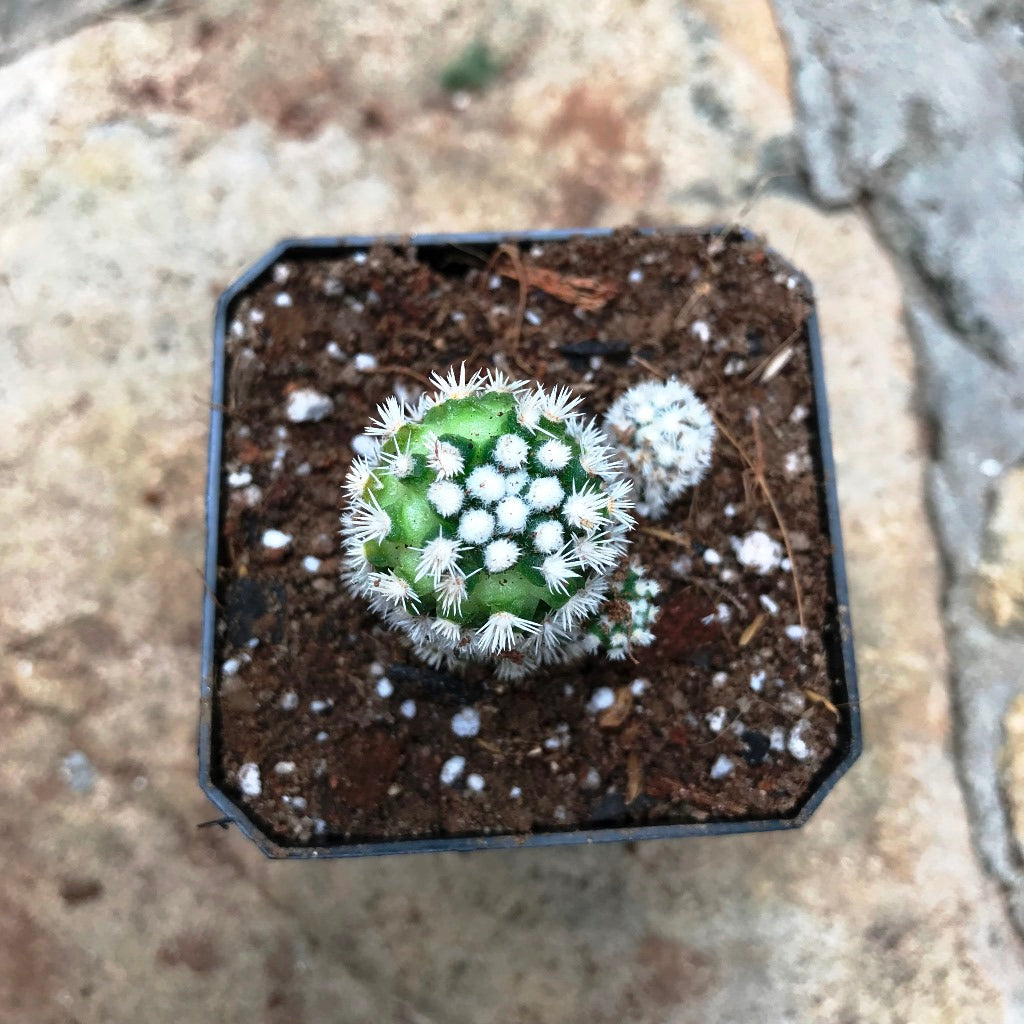  Mammillaria Vetula Arizona Snowcap Cactus Plant