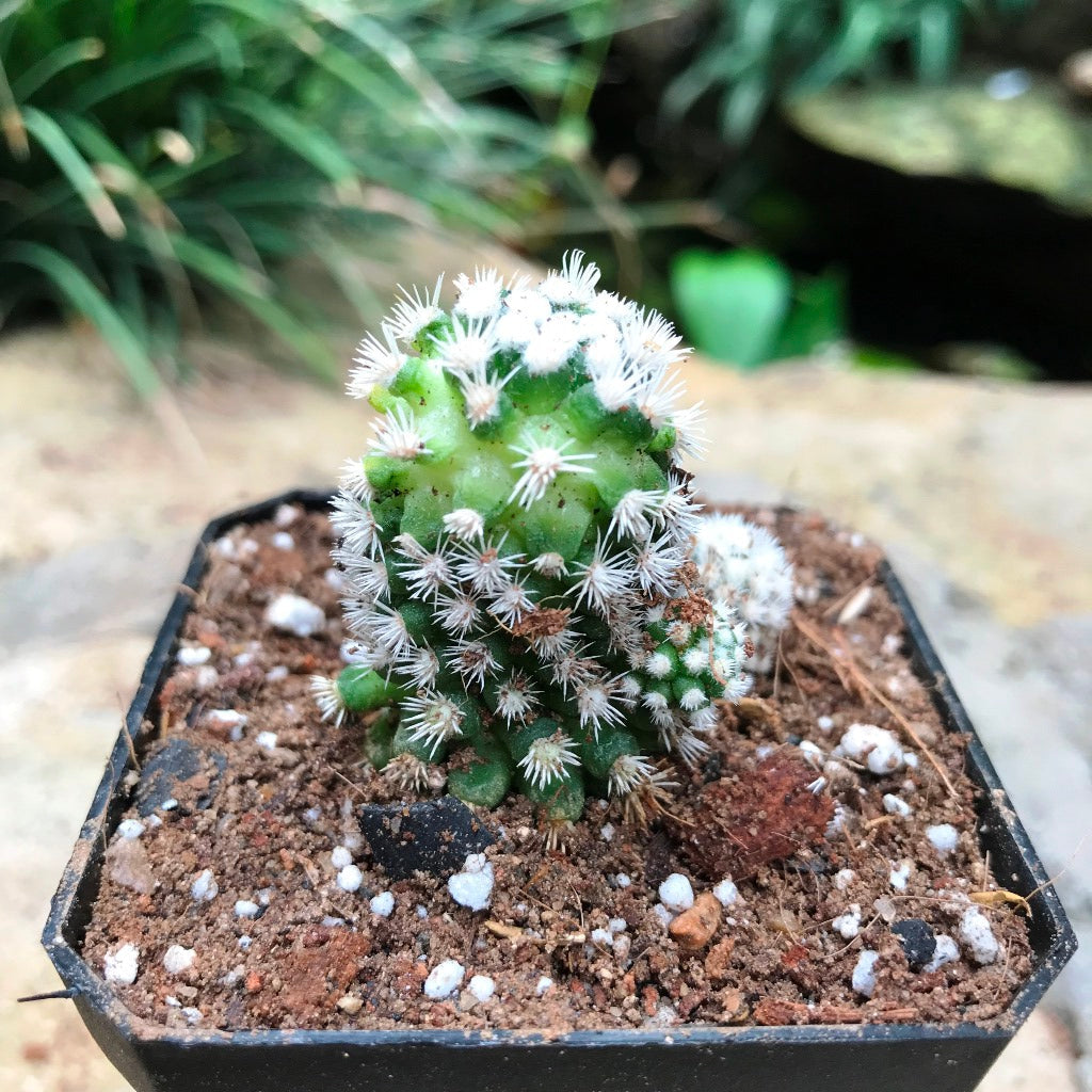  Mammillaria Vetula Arizona Snowcap Cactus Plant