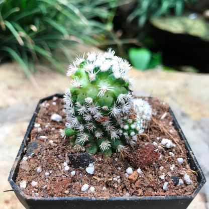 Mammillaria Vetula Arizona Snowcap Cactus Plant