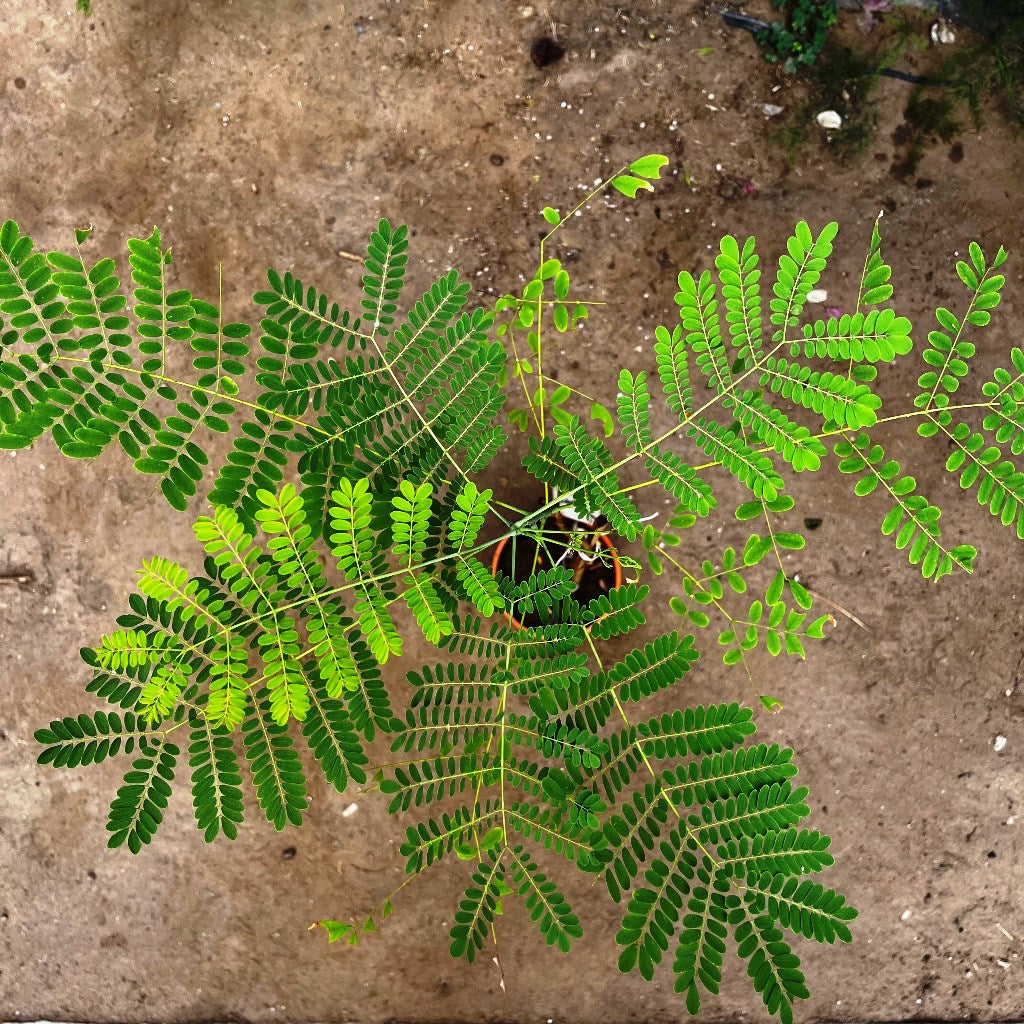  Caesalpinia Pulcherrima Guletura Plant